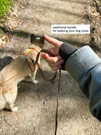 Classic Leash – medium & large dogs