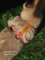 Harness