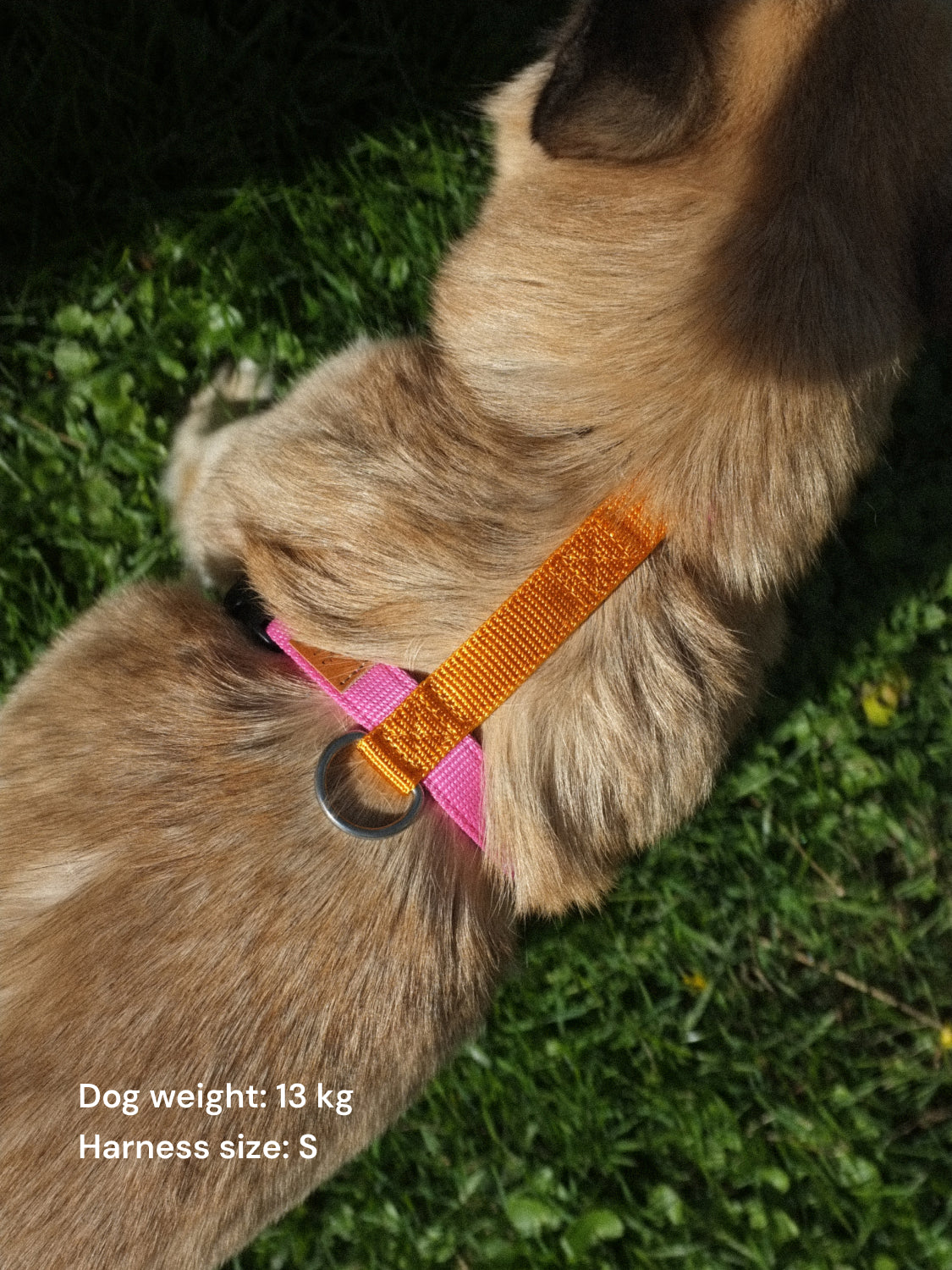 Harness