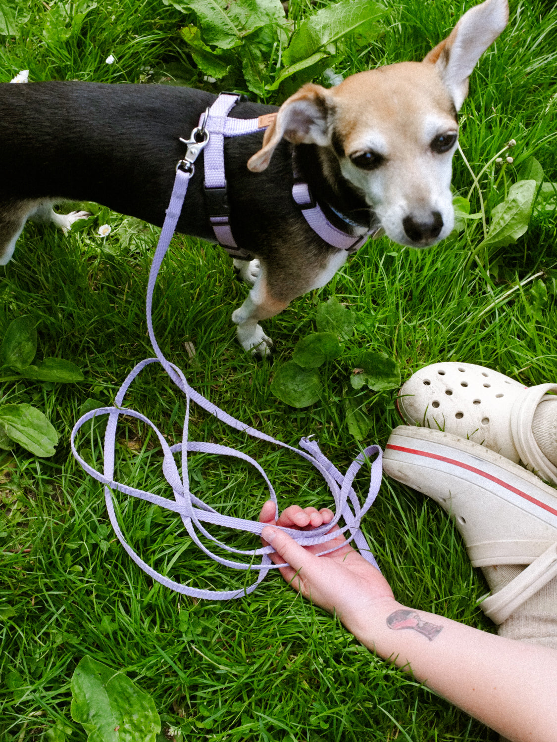 Classic Leash – mini & small dogs