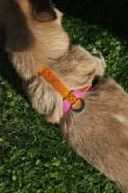 Bubble Gum Harness